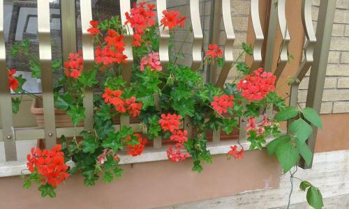 Hostal Villa Lucia Affitta Camere