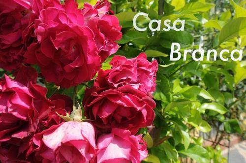 Apartamento Casa Branca