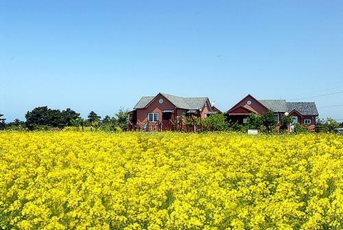 Villa Jeju Ebbnase Pension