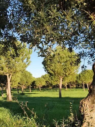 Quinta Da Bizelga Cottages