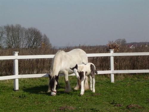 Apartamento Elisabethhills
