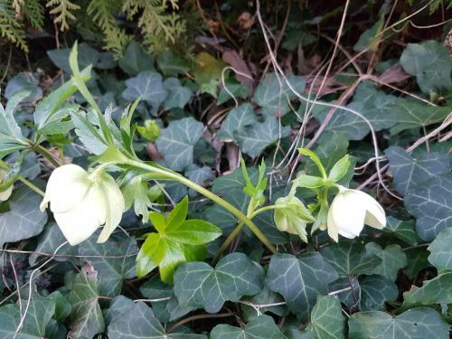 Apartamentos Appartement Gartenblick