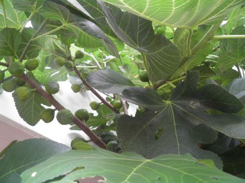 Apartamento Weingut-ferienhof Sch�fer