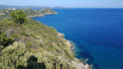 Les Albizias