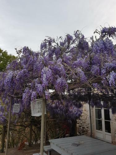 Hostal La Thibaudiere Glycine