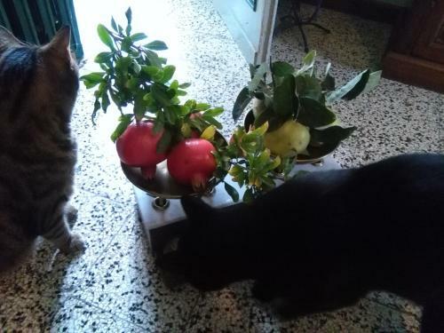Bed & Breakfast I Quattro Gatti