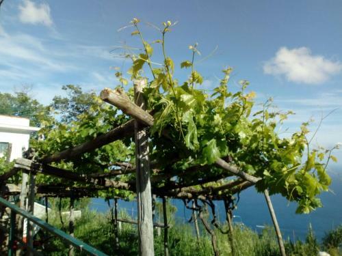 Apartamento Il Vigneto