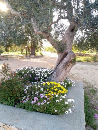 Bed & Breakfast B & B Pietra Vecchia