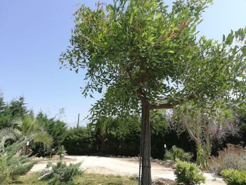 Salento Country House