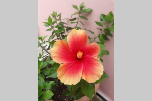 Apartamento La Terrazza