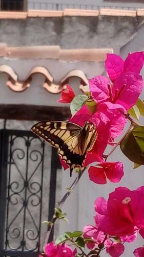 Casa Dei Fiori Di Mary