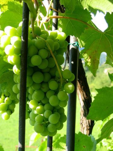 Bed & Breakfast Le Fiorini