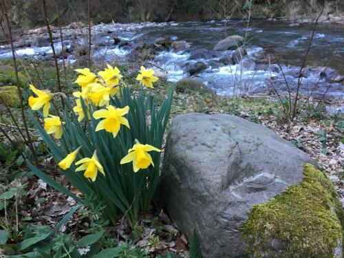 Relax Totale Nel Bosco Lucca