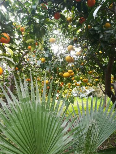Secret Garden