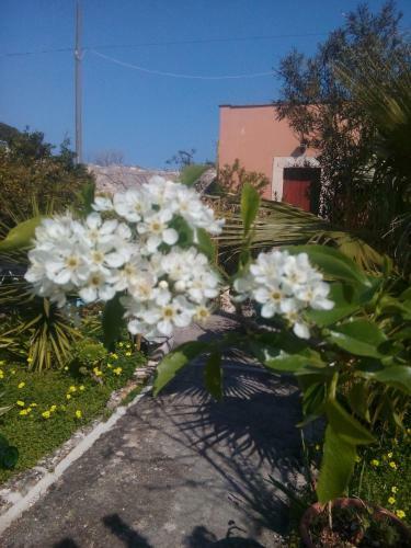 Secret Garden
