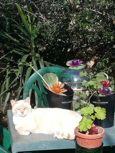 Secret Garden