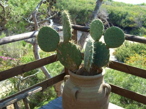 Apartamento Appartamento Yucca Frontemare