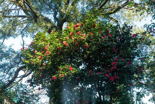 Quinta Das Lamas - Oak Tree House