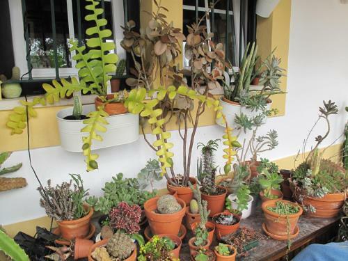 Hostal Casa Dos Cactos