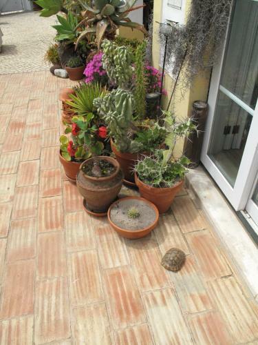 Hostal Casa Dos Cactos