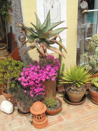 Hostal Casa Dos Cactos
