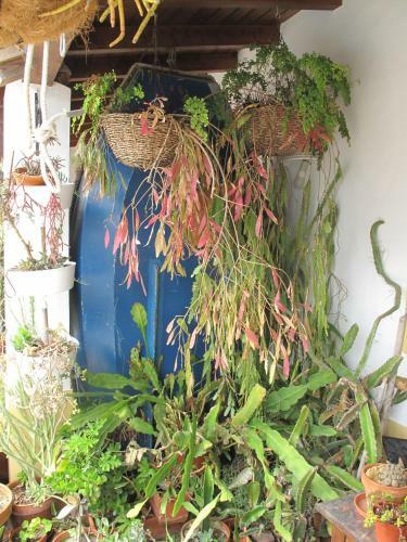 Hostal Casa Dos Cactos