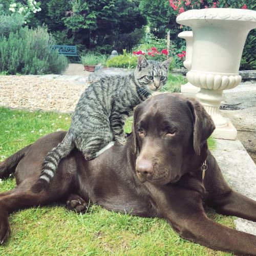 Bed & Breakfast Manoir Des Cavaliers - Bnb