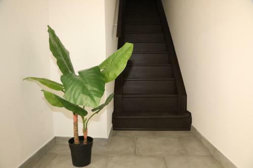 Apartamento � Bon Temps - Suite Cosy