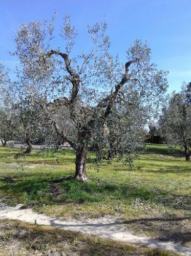 Agroturismo Agriturismo Le Chiare Stelle