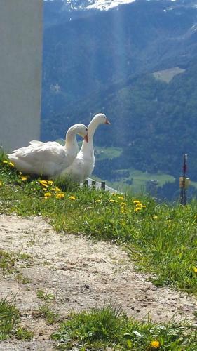Agroturismo Oberk�benhof