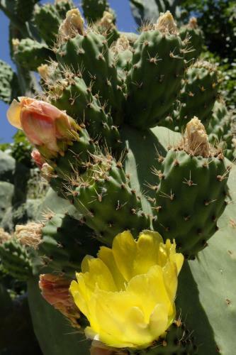 Sicula Solemare