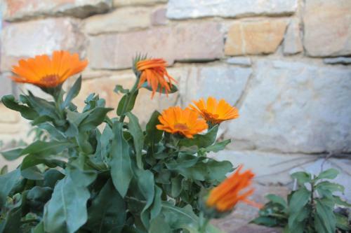 Bed & Breakfast Bio Fattoria C� D'pignat
