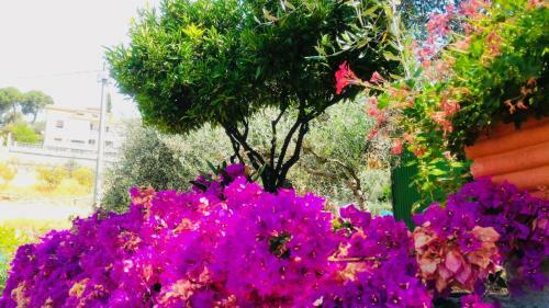 Villa Anna Regione Bussi 57 Imperia