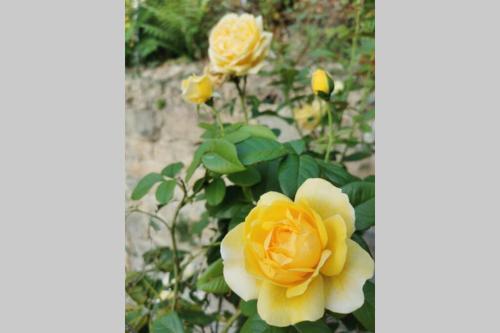 Daisy's - Citra 008031-lt-0879
