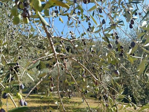 Apartamento Casetta Ulivi E Rosmarino