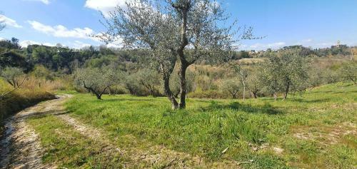 Podere Il Cardellino