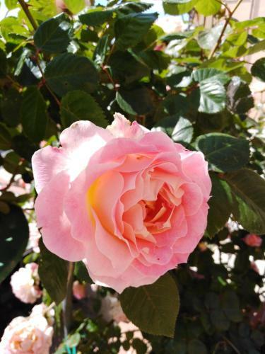 Bed & Breakfast The Roses Garden