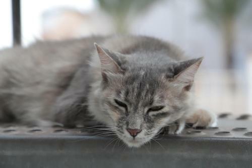 Apartamento Le Ch�teau Des Chats