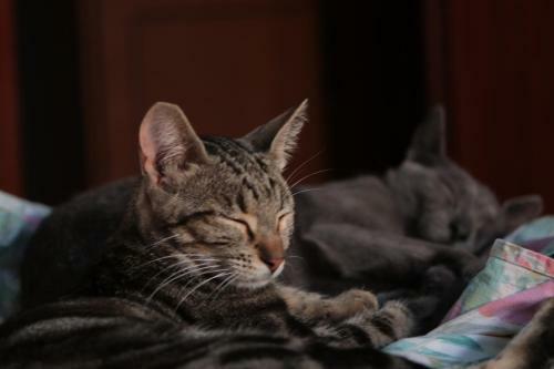 Apartamento Le Ch�teau Des Chats