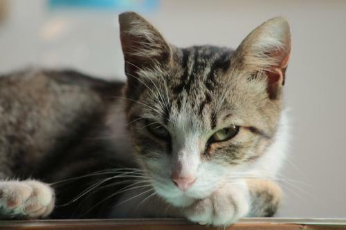Apartamento Le Ch�teau Des Chats