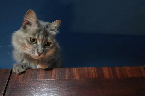 Apartamento Le Ch�teau Des Chats
