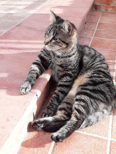 Apartamento Le Ch�teau Des Chats