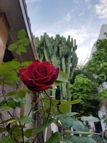 Apartamento Villa Giada-8 Appartamenti