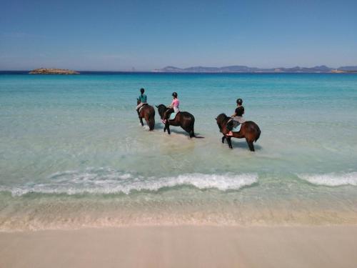 Es Pas Formentera Agroturismo