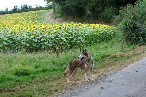 Bed & Breakfast Les Cerisieres