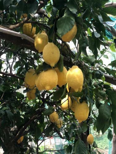 Apartamento Lemon Garden House