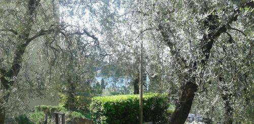 Apartamento Callalillyjardin
