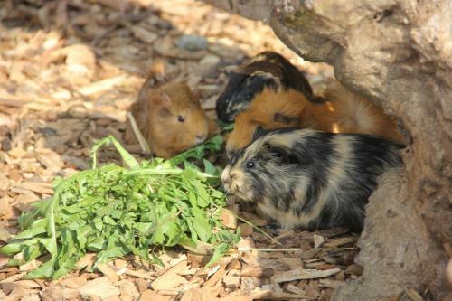 Apartamento Ferienwohnung Nr 6