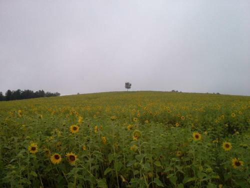 Apartamento Sommerfrische