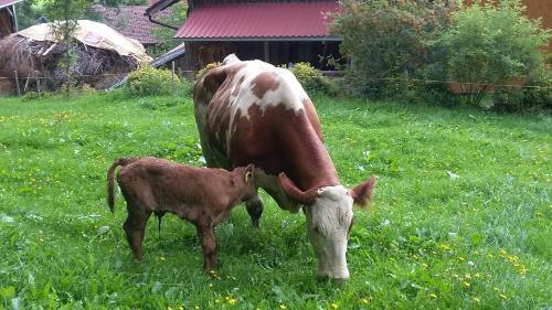 Agroturismo Ferienhof Ammann